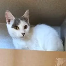An adult medium-sized male Domestic Short Hair cat named Jersey for adoption in Washington, DC