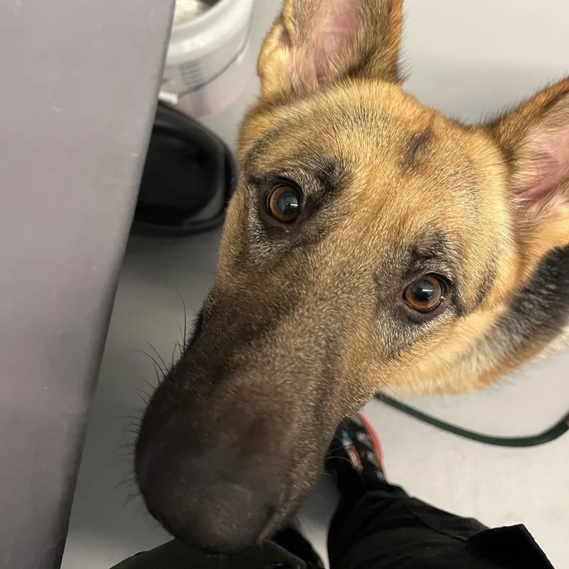 An adult medium-sized female Black German Shepherd Dog dog named Sophie for adoption in New Ringgold, PA