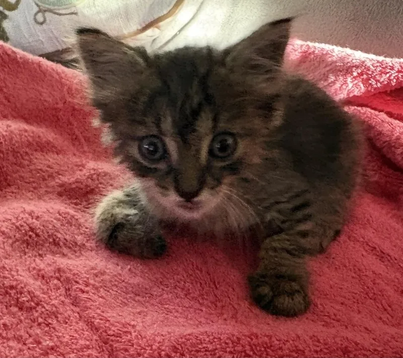 A baby small-sized female Domestic Medium Hair cat named Munchkin for adoption in Saint Augustine, FL