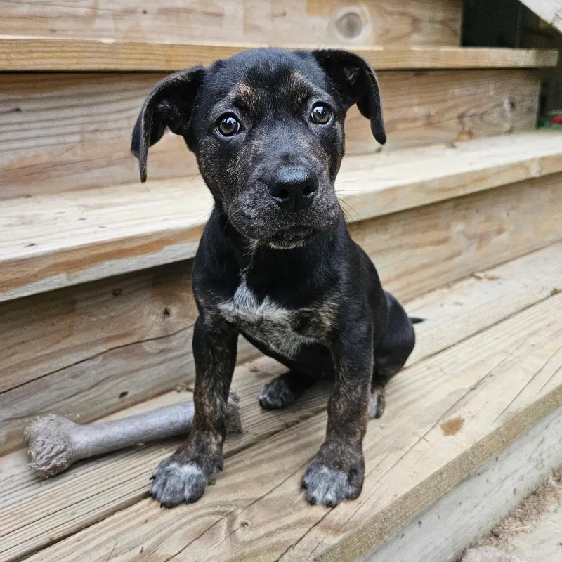 A baby medium-sized female Mixed Breed dog named Ducky for adoption in Richmond, VA