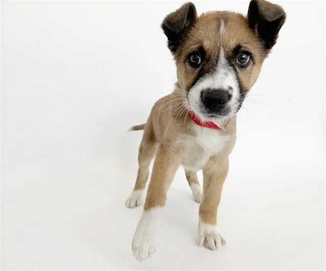 A baby small-sized female Terrier dog named Titan for adoption in Saint Louis, MO