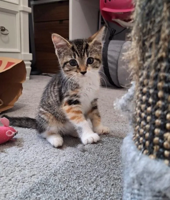 A young medium-sized female Tabby (Brown / Chocolate) Domestic Short Hair cat named Lacey for adoption in North Babylon, NY