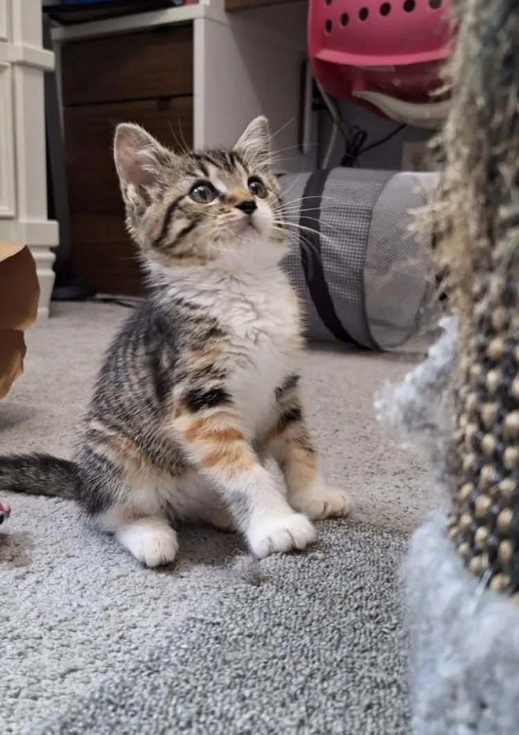Lacey thumbnail 3