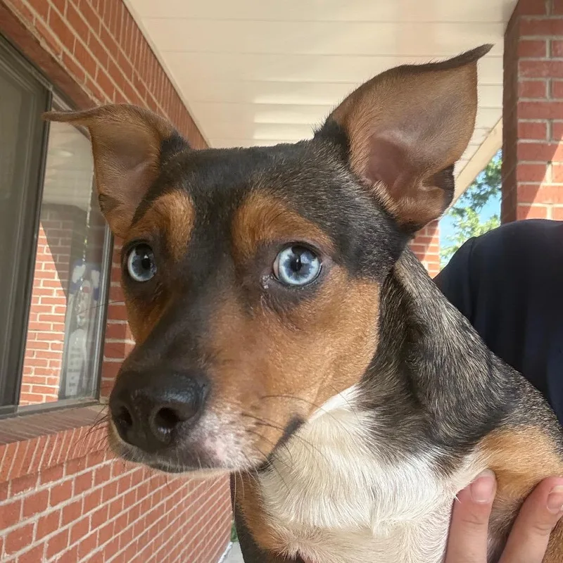 An adult small-sized female Sable Terrier dog named Foxy for adoption in Jacksonville, AR