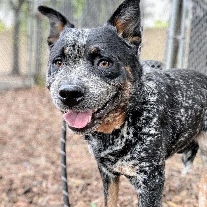 A young medium-sized male Australian Cattle Dog / Blue Heeler dog named Gris for adoption in Oakland, CA