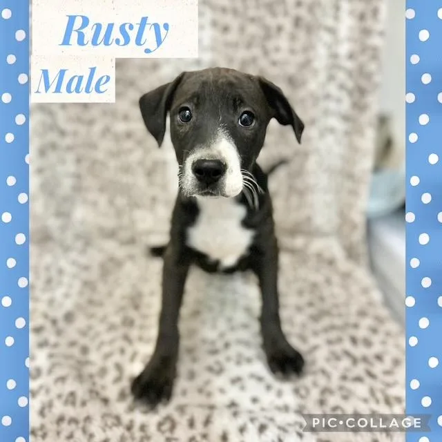 A baby medium-sized male Mountain Cur dog named Rusty for adoption in Manchester, CT