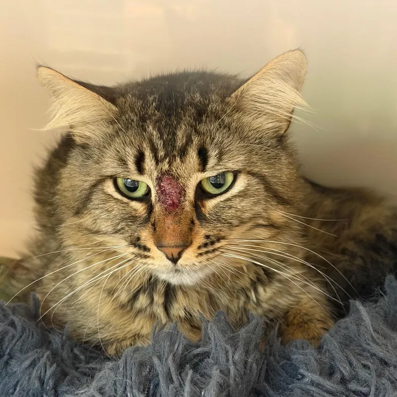 An adult large-sized male Black Domestic Long Hair cat named Roger for adoption in Watertown, NY