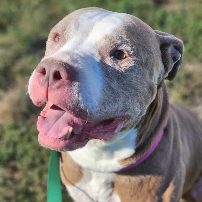 An adult medium-sized female Yellow / Tan / Blond / Fawn American Bulldog dog named Sky for adoption in Champaign, IL