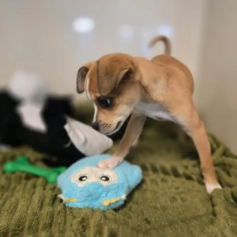 A baby small-sized female Yellow / Tan / Blond / Fawn Chihuahua dog named Skye for adoption in Elizabeth City, NC