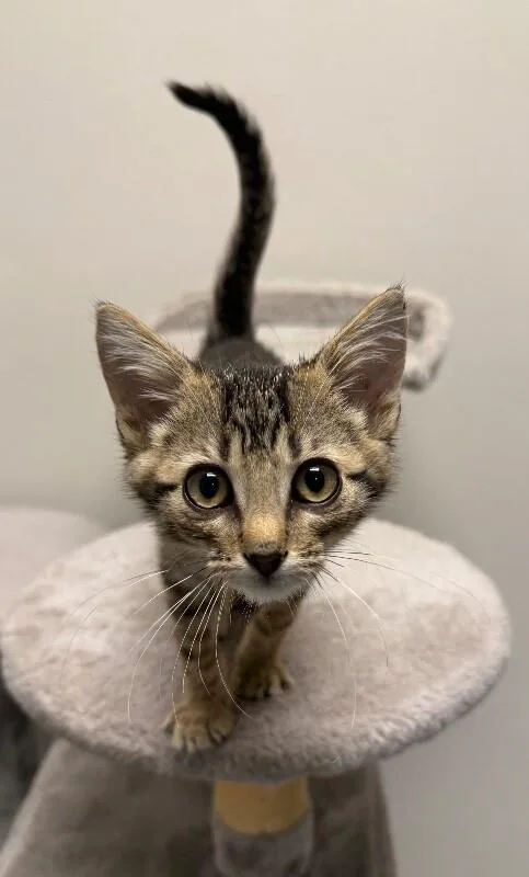 A young small-sized male Domestic Short Hair cat named Todd for adoption in Yankton, SD
