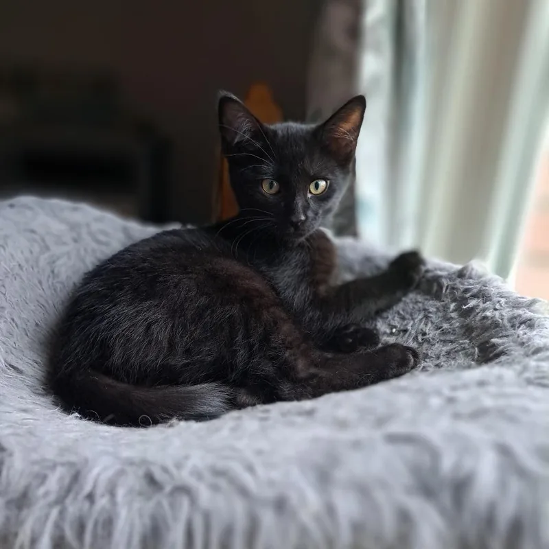 A baby small-sized male Black Domestic Short Hair cat named Ringo for adoption in Goshen, IN