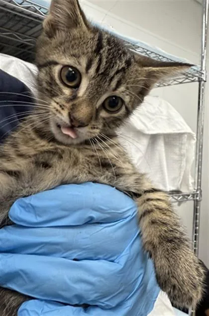 A baby small-sized female Domestic Short Hair cat named Roni for adoption in Fort Lauderdale, FL