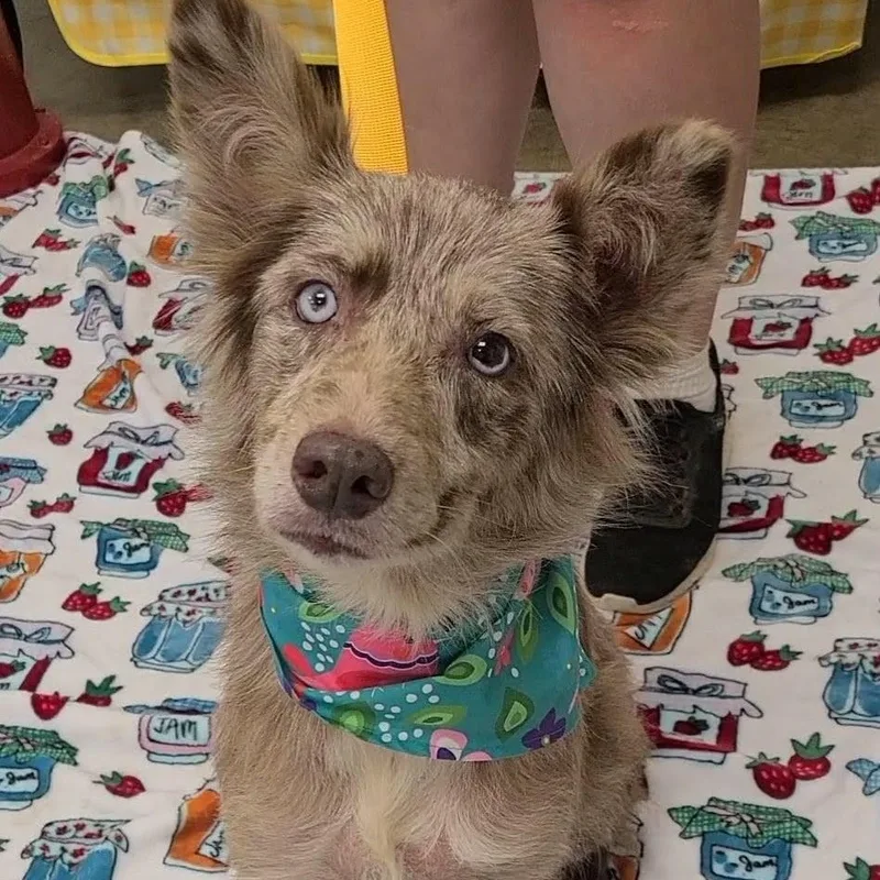 An adult medium-sized female Australian Shepherd dog named Daisy for adoption in Woolwich, ME