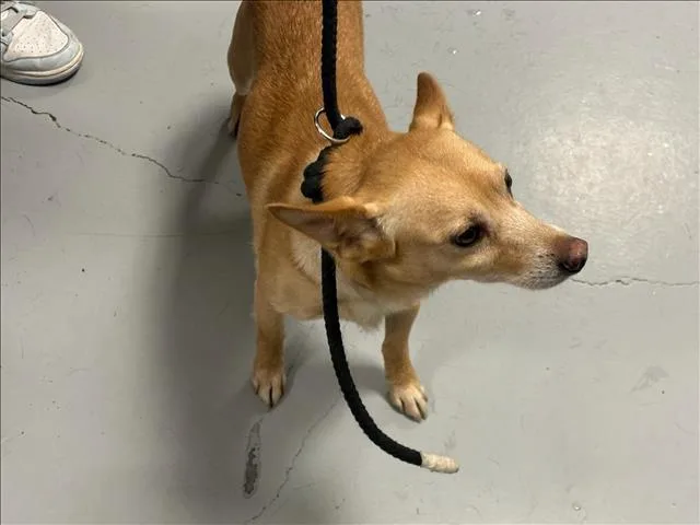 An adult small-sized male Chihuahua dog named Maverick for adoption in Chatsworth, CA