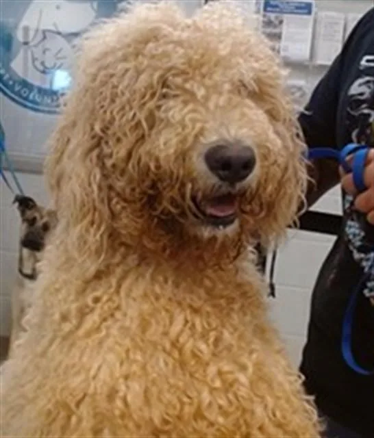 A young large-sized male Poodle dog named A for adoption in Oklahoma City, OK