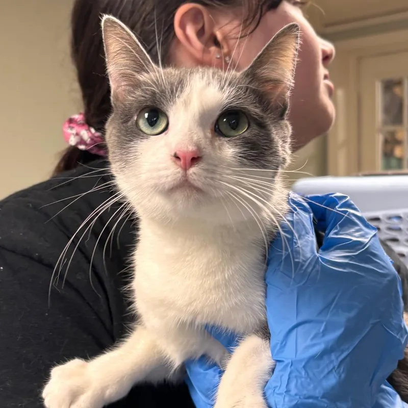 Mama Rarity thumbnail 2