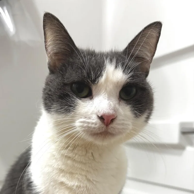 Mama Rarity thumbnail 3