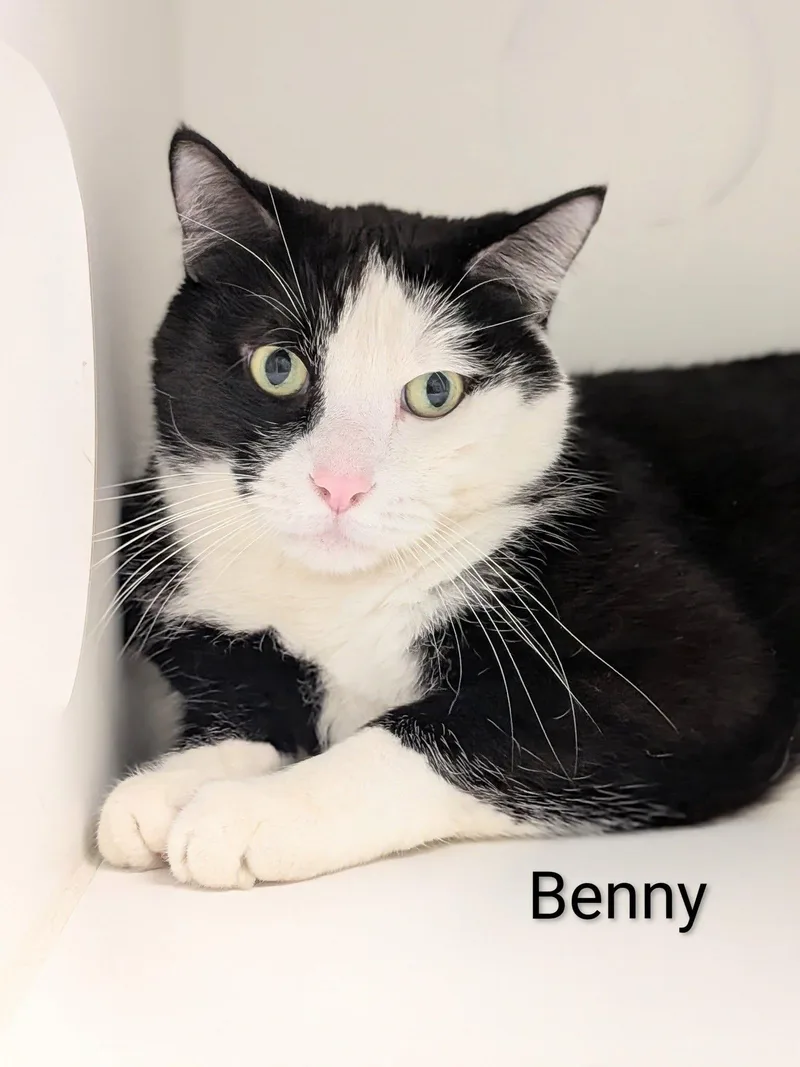 An adult large-sized male Domestic Short Hair cat named Benny for adoption in Flint, MI