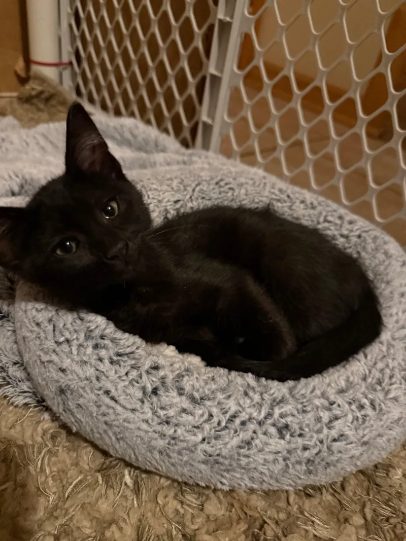 A baby medium-sized female Black Domestic Short Hair cat named Lily for adoption in Mokena, IL
