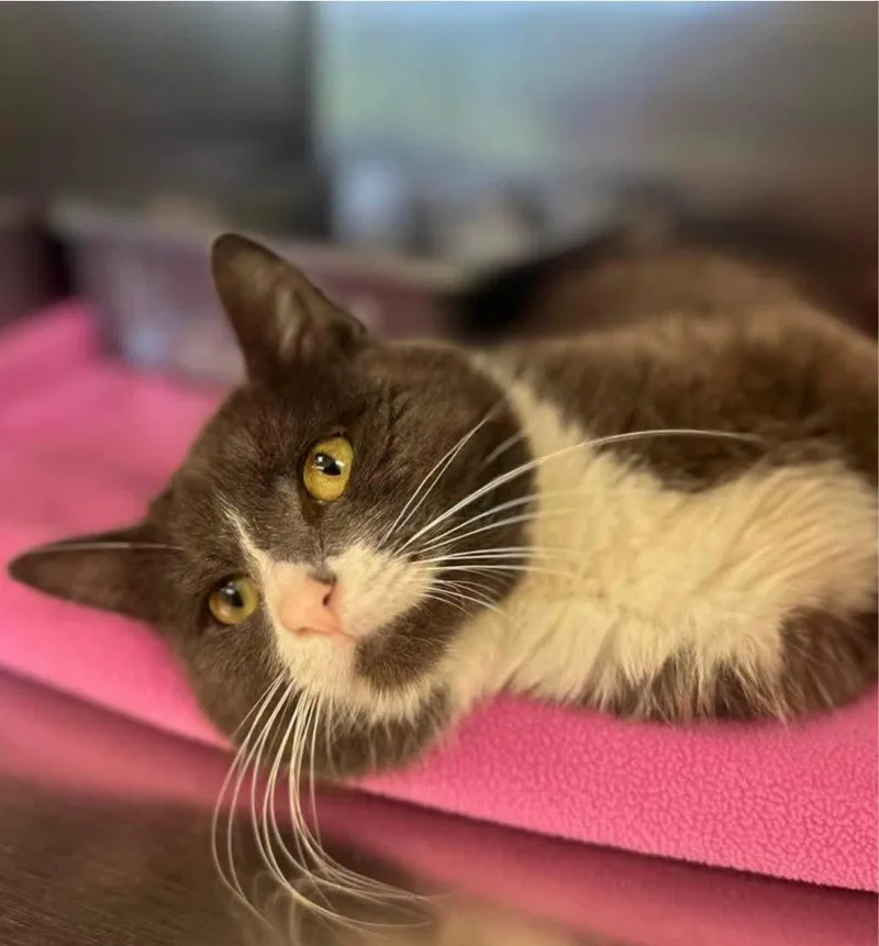 An adult medium-sized male Domestic Short Hair cat named Gary for adoption in Glastonbury, CT