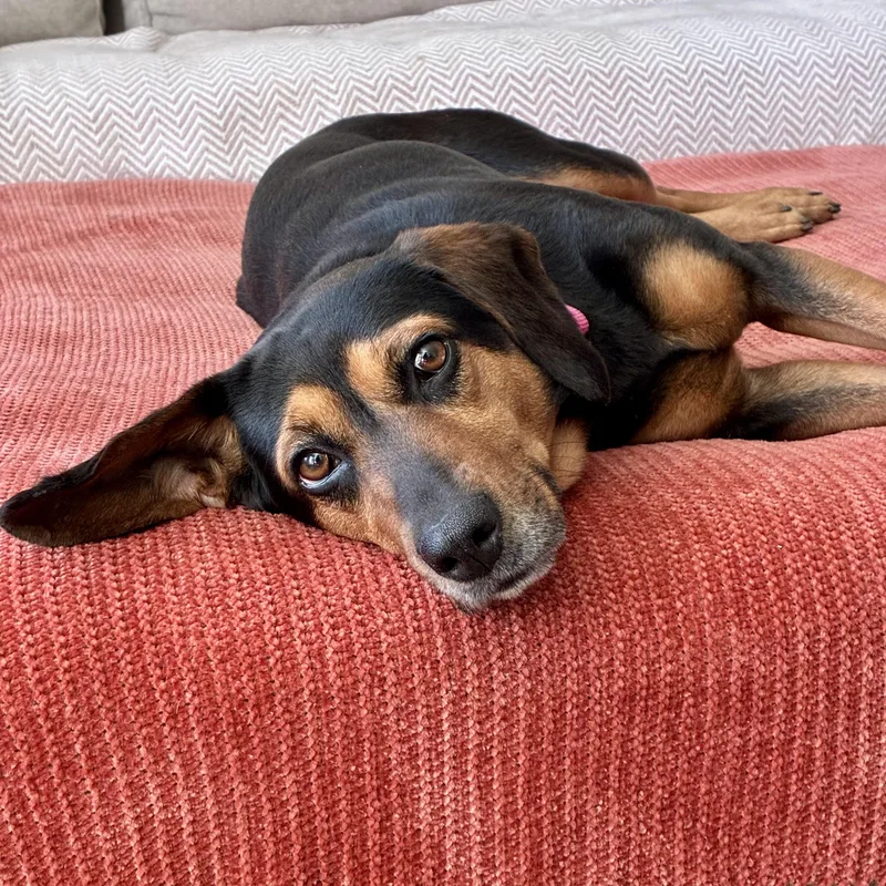 An adult medium-sized female Black Hound dog named Lady Bird for adoption in Rock Hill, SC