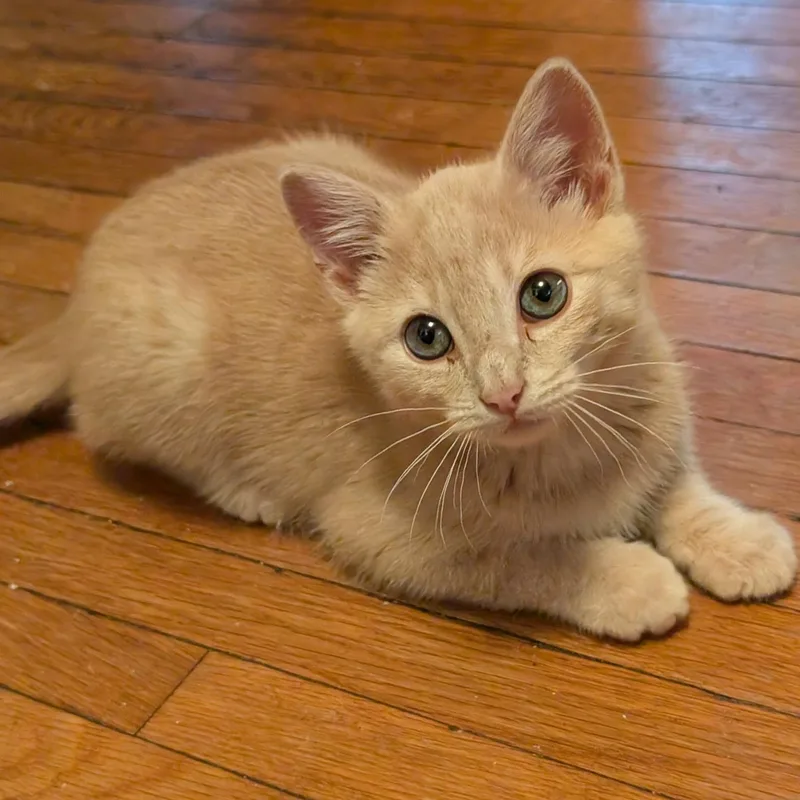 A baby medium-sized male Buff / Tan / Fawn Tabby cat named Butterscotch for adoption in Hyattsville, MD