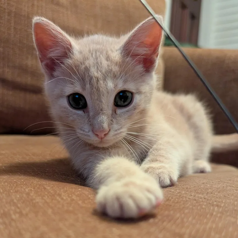 Butterscotch thumbnail 2