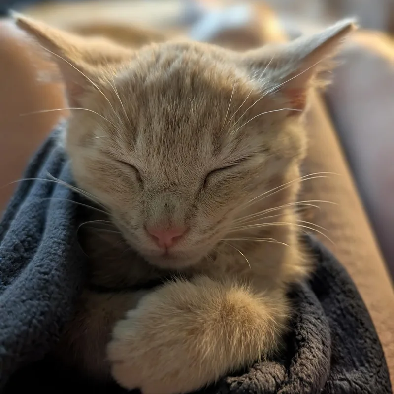 Butterscotch thumbnail 3