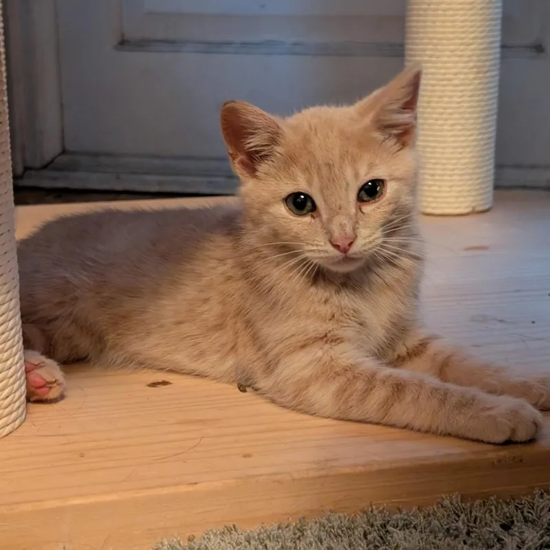 Butterscotch thumbnail 5