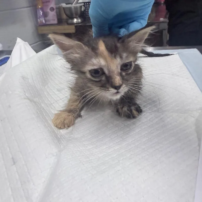 A baby small-sized female Gray / Blue / Silver Domestic Short Hair cat named Juliette for adoption in Summerville, SC