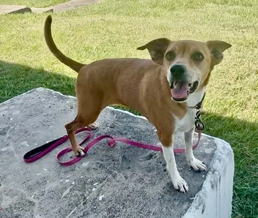 An adult medium-sized female Mixed Breed dog named Sally for adoption in Fajardo, PR
