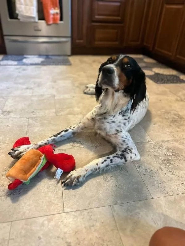 An adult medium-sized female Tricolor (Brown, Black, & White) English Setter dog named Jilly Bean for adoption in East China, MI
