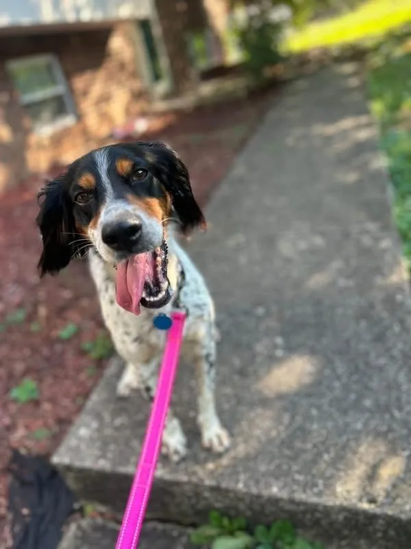Jilly Bean thumbnail 3