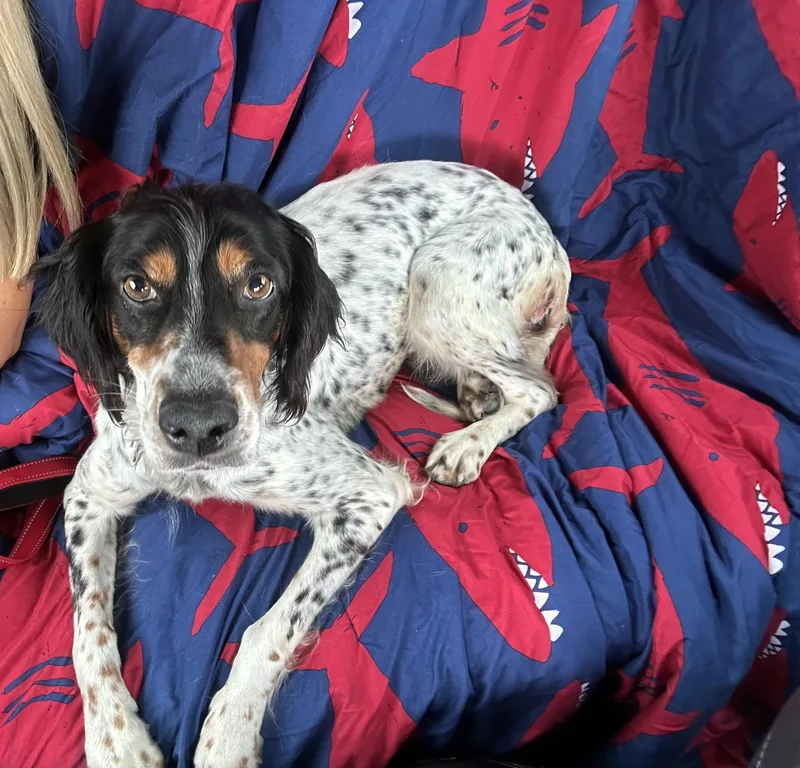Jilly Bean thumbnail 4