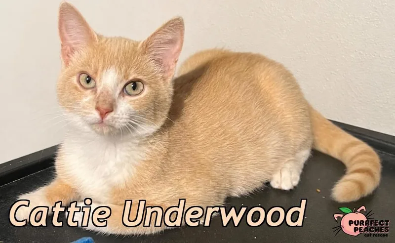 A baby medium-sized female Domestic Short Hair cat named Cattie Underwood for adoption in Douglasville, GA