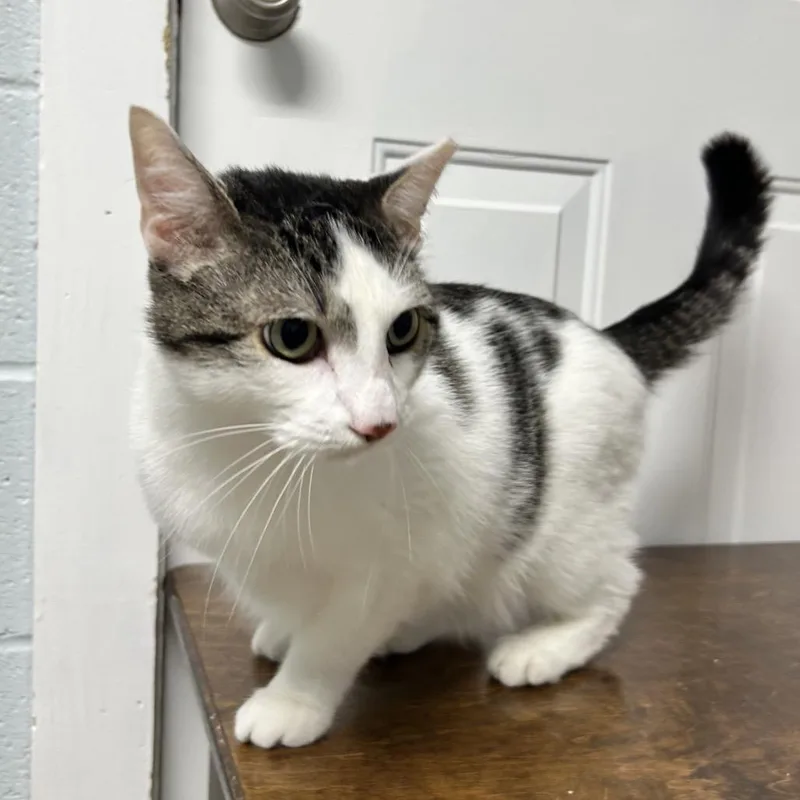 An adult large-sized male White Domestic Short Hair cat named Bingus for adoption in Newport, NC