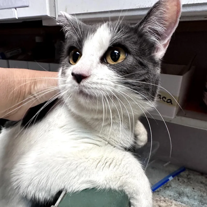 A young small-sized female White Domestic Short Hair cat named Dharma for adoption in Las Vegas, NV