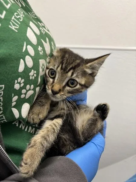 A baby small-sized male Domestic Short Hair cat named Piston for adoption in Silverdale, WA