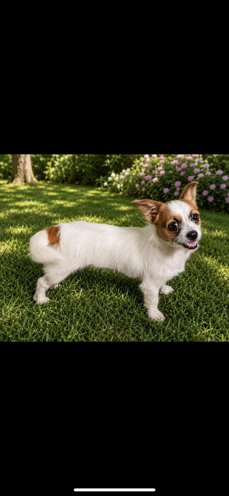 A baby small-sized female Apricot / Beige Papillon dog named Anna for adoption in Hamden, CT