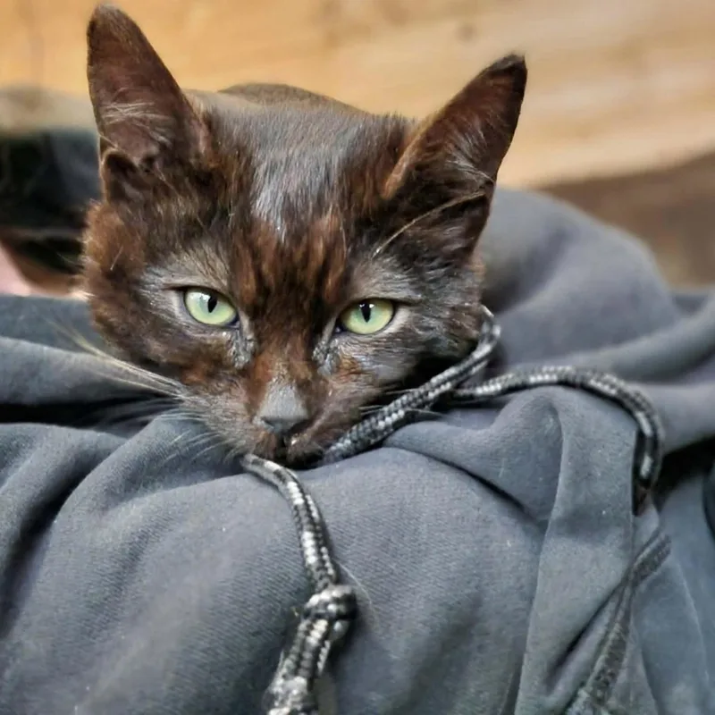 A baby medium-sized male Black Domestic Short Hair cat named Gnomeo for adoption in Mira Loma, CA