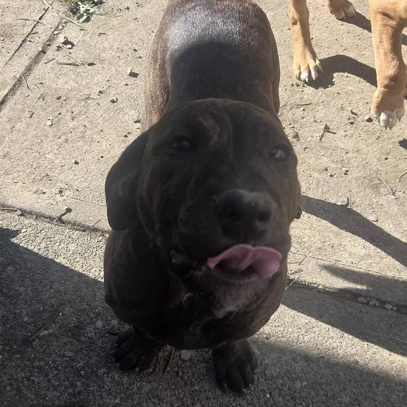 A baby medium-sized female Brindle Pit Bull Terrier dog named Daisy for adoption in Elizabeth, PA