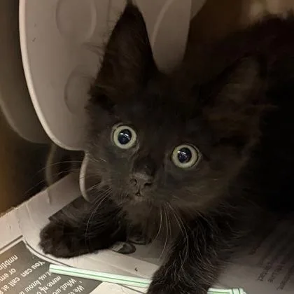 A young small-sized female Black Domestic Short Hair cat named Priss for adoption in North Myrtle Beach, SC