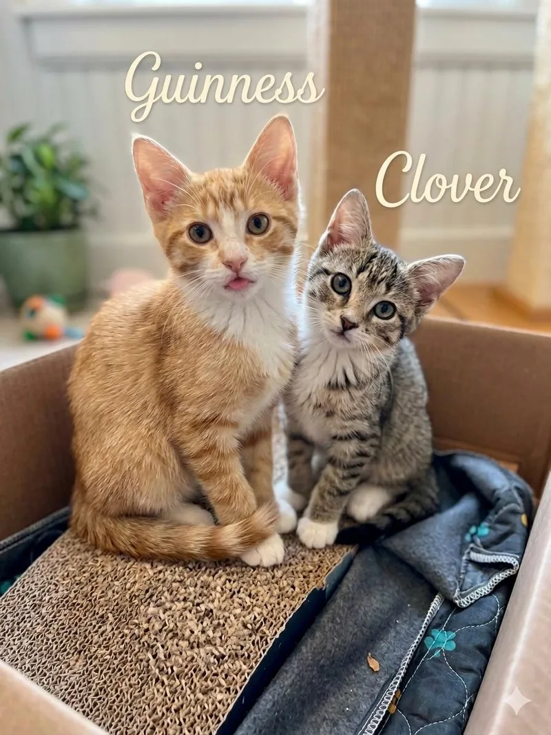 A baby small-sized female Orange & White American Shorthair cat named Guinness & Clover for adoption in East Orange, NJ