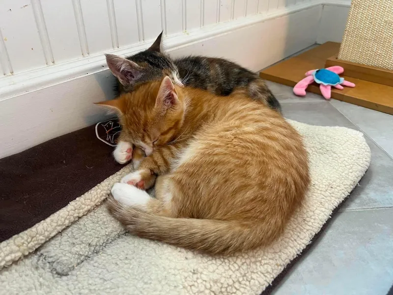 Guinness & Clover thumbnail 2