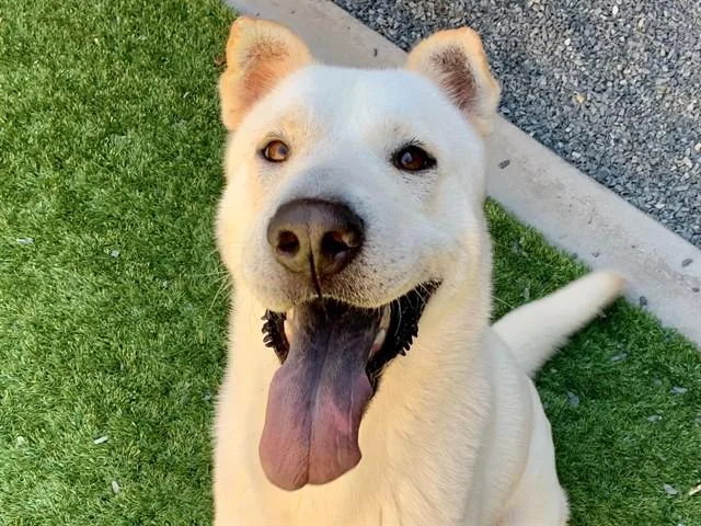 A young large-sized female Shar-Pei dog named Ariel for adoption in Moreno Valley, CA