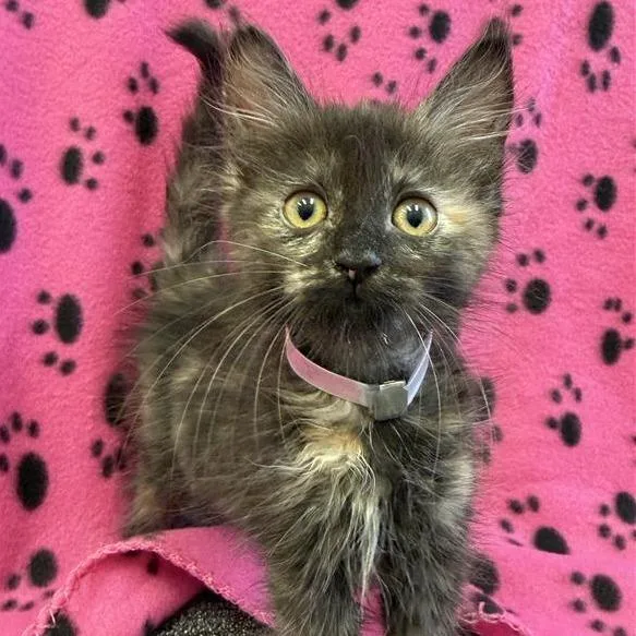 A baby small-sized female Domestic Short Hair cat named Ode for adoption in Long Beach, CA