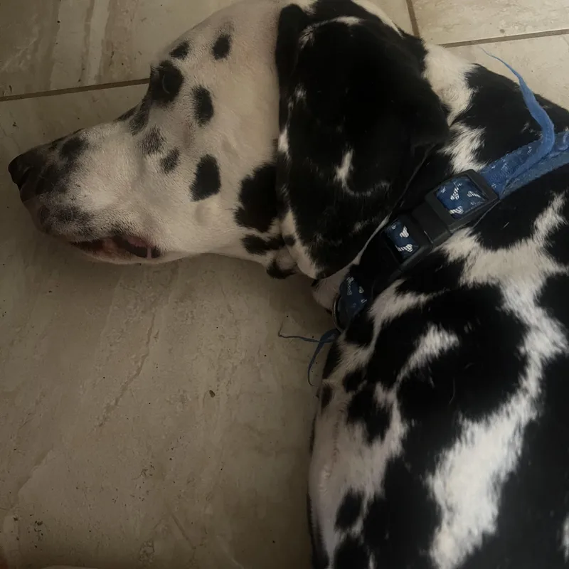 An adult large-sized male Black Dalmatian dog named TuckerTempe AZ for adoption in San Diego, CA