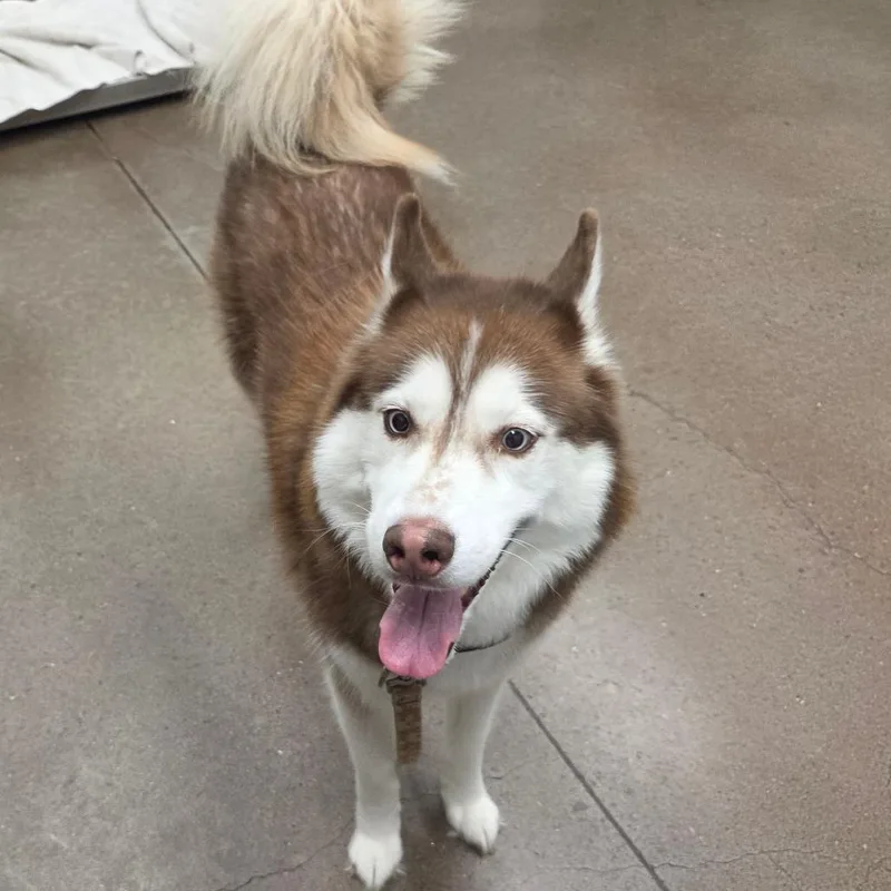 Nova