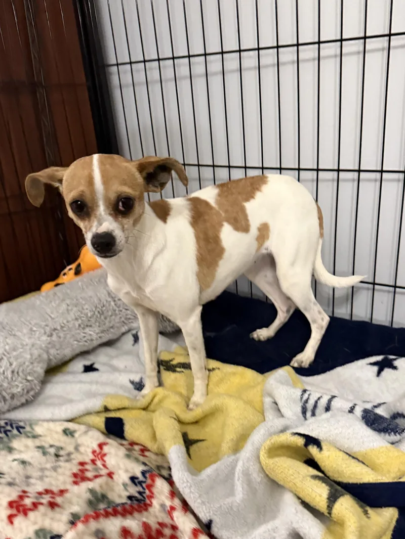 Daffodil thumbnail 2