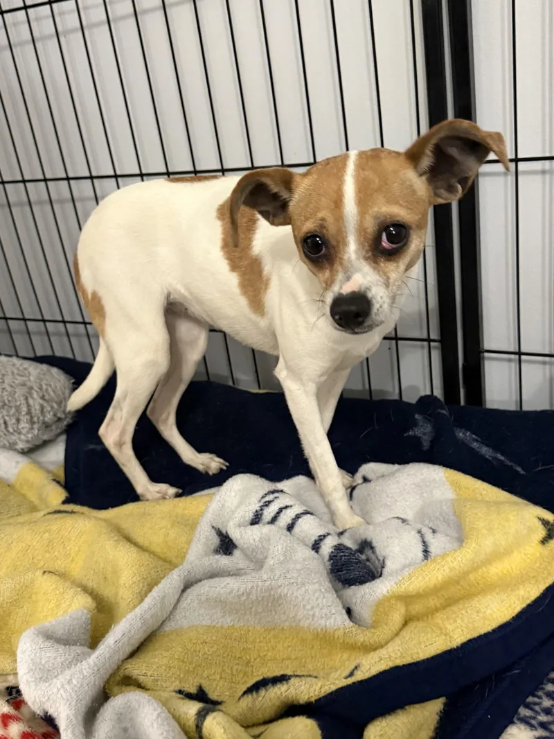 Daffodil thumbnail 3